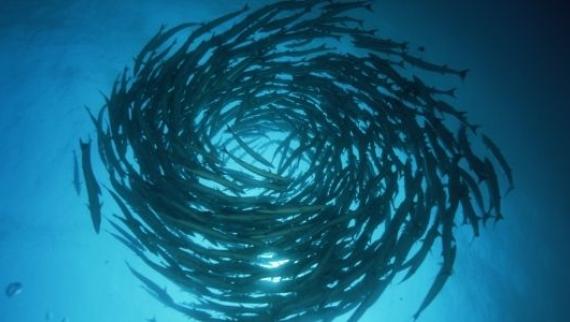 Fish swimming in circles