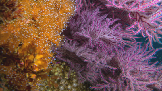 Corais baixo o mar